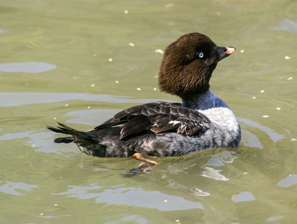 Barrows Goldeneye (Bucephala islandica) Female